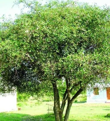 La Décima en el Día a Día: La fronda refrescante