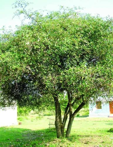 La Décima en el Día a Día: La fronda refrescante