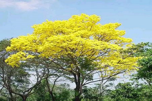 El árbol de Puig y Araguaney