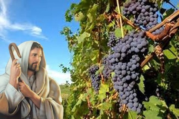 Evangelio 21 de mayo: Yo soy la verdadera vid