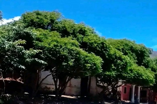 El árbol de Guayacán