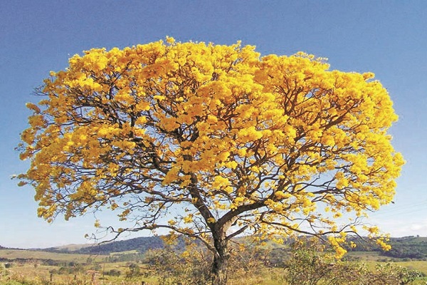 Cuando Venezuela florece: El espectáculo inolvidable del Araguaney