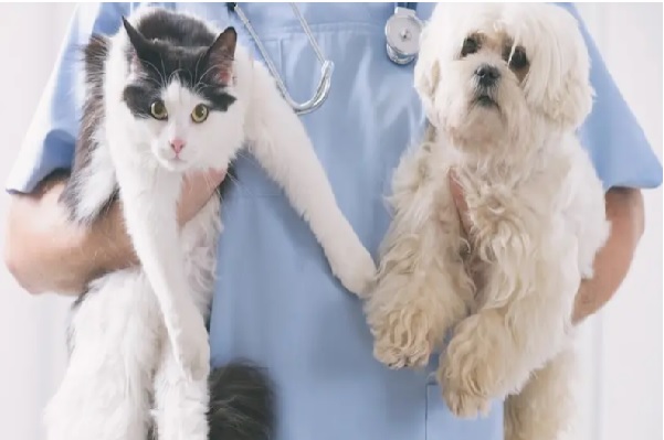 Jornada de esterilización para 100 mascotas en Porlamar