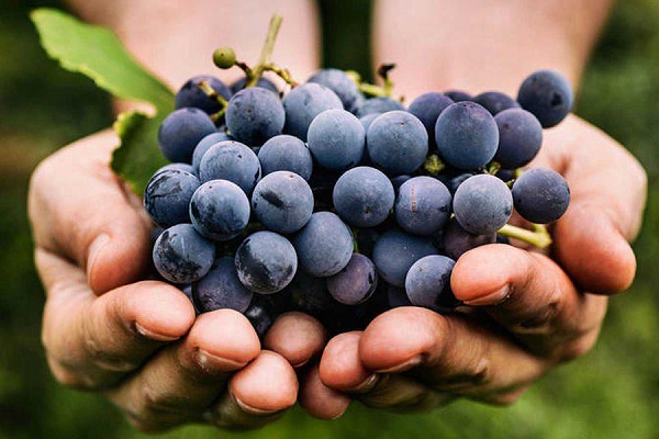 Evangelio 25 de junio: Por sus frutos los conoceréis