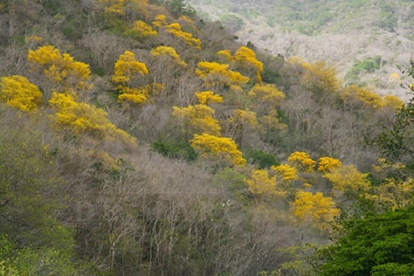 La Décima en el Día a Día: Lo bello en primavera