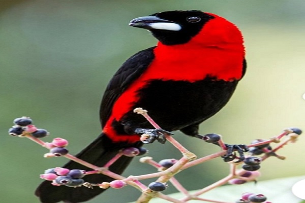 Descubren especie de ave número 1426 en Venezuela