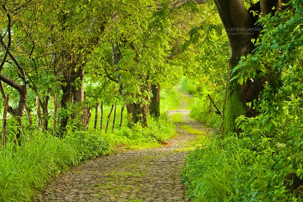 La décima en el Día a Día: Por los caminos verdes
