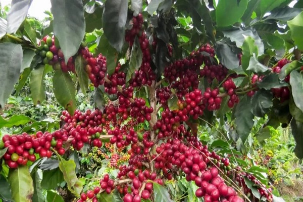 Crean Ruta Agroturística del Café en Lara