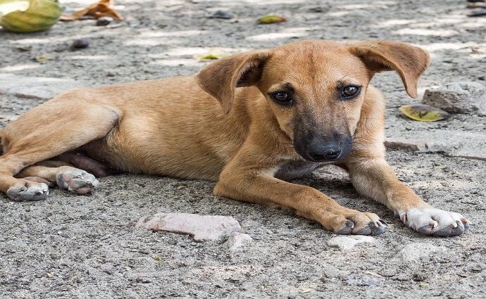 La inquebrantable fidelidad de los Perros Callejeros