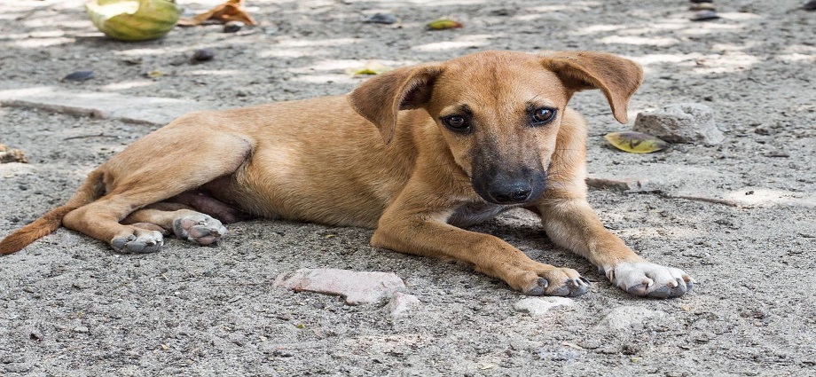 La inquebrantable fidelidad de los Perros Callejeros