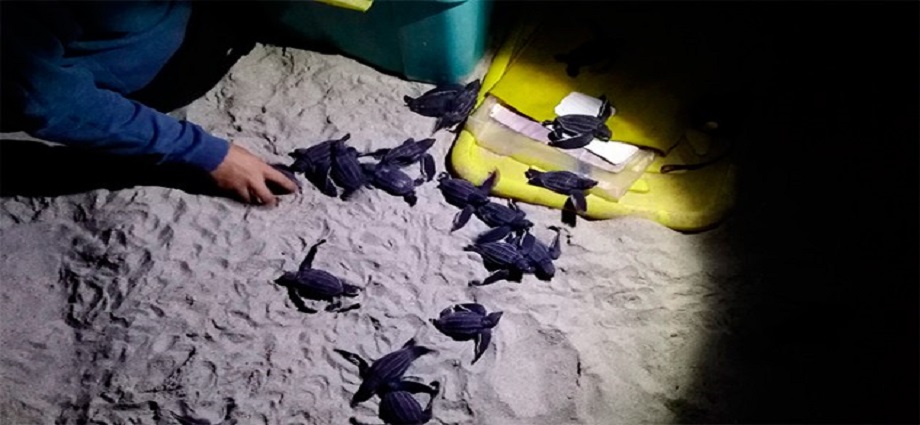 Liberan 25 tortuguillos Cardón en Venezuela