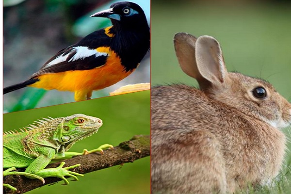 Los amigos de Capay, la Décima y el Pie Forzado: Cuidemos los animales
