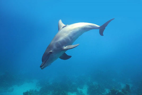 Día Mundial de los Delfines: Celebrando a los príncipes del océano