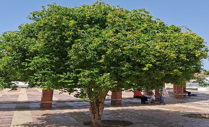 El Guayacán: Símbolo de Margarita y de Nueva Esparta