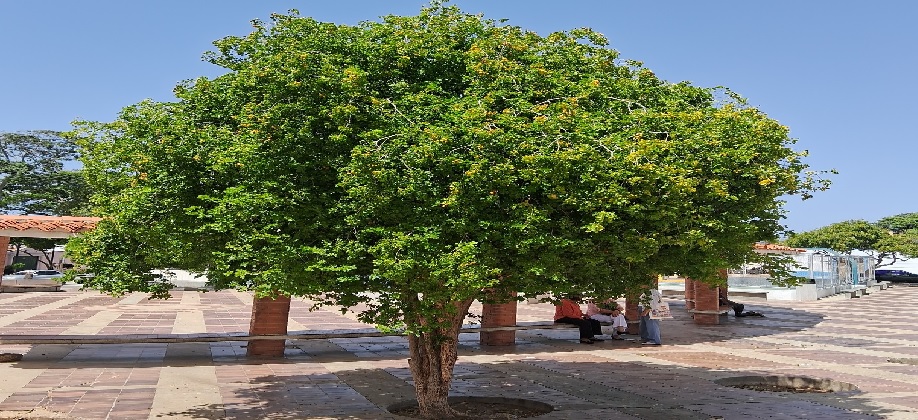El Guayacán: Símbolo de Margarita y de Nueva Esparta