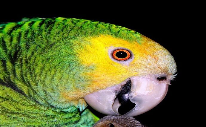 Los amigos de Capay, la Décima y el Pie Forzado: Cuidemos los animales