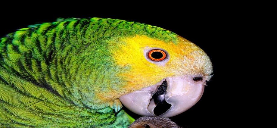 Los amigos de Capay, la Décima y el Pie Forzado: Cuidemos los animales