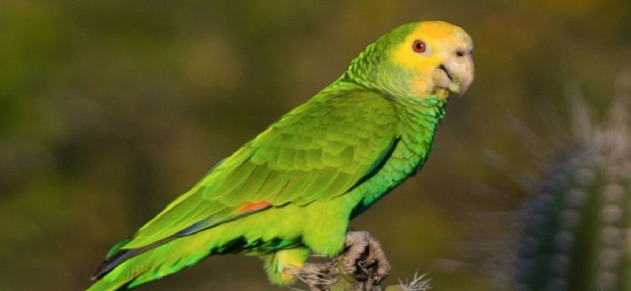 La Cotorra Margariteña: Un emblema emplumado que resiste en la Isla