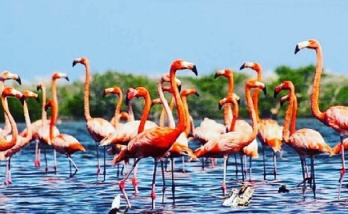 Nueva Esparta impulsa el avistamiento de aves para potenciar el ecoturismo