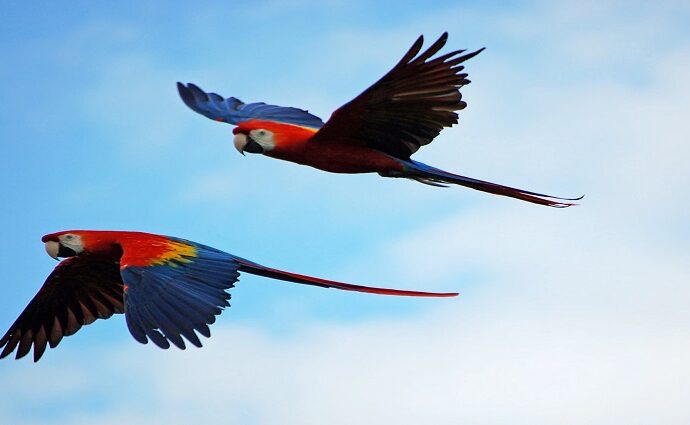 La Décima en el Día a Día: Las aves y su libertad