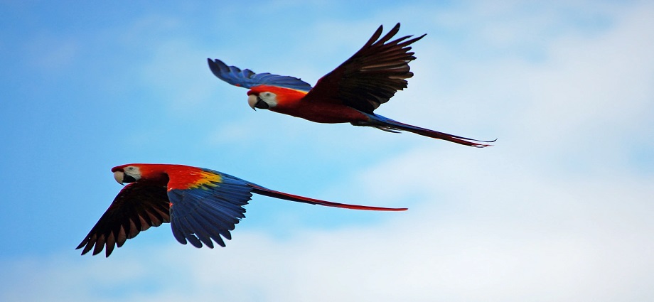 La Décima en el Día a Día: Las aves y su libertad