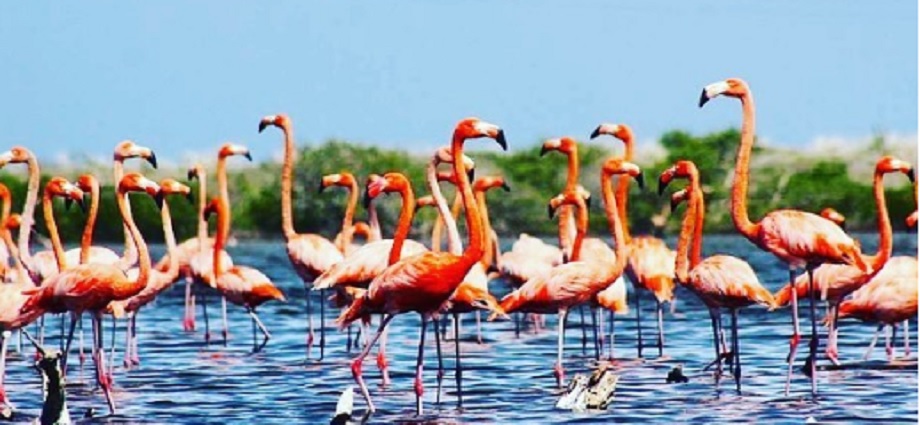 Nueva Esparta impulsa el avistamiento de aves para potenciar el ecoturismo