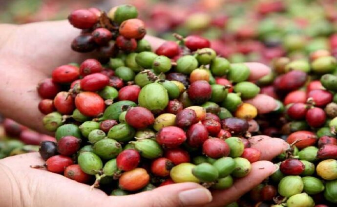 Café de Lara busca el reconocimiento global