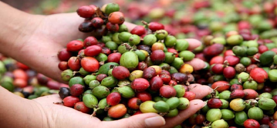Café de Lara busca el reconocimiento global