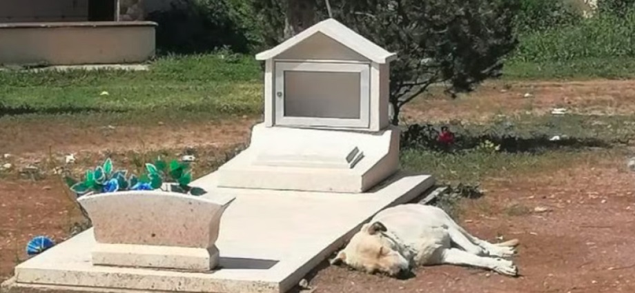 Leyendas Venezolanas: Playa del muerto y el perro