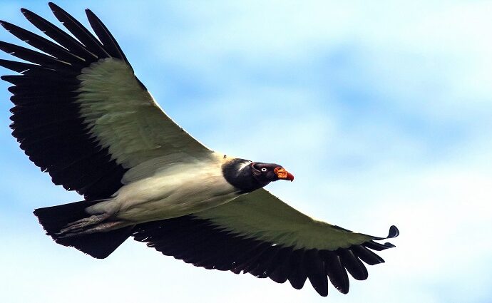 Liberan 22 aves en Táchira para proteger especies en riesgo