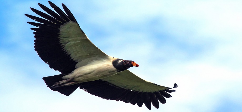 Liberan 22 aves en Táchira para proteger especies en riesgo