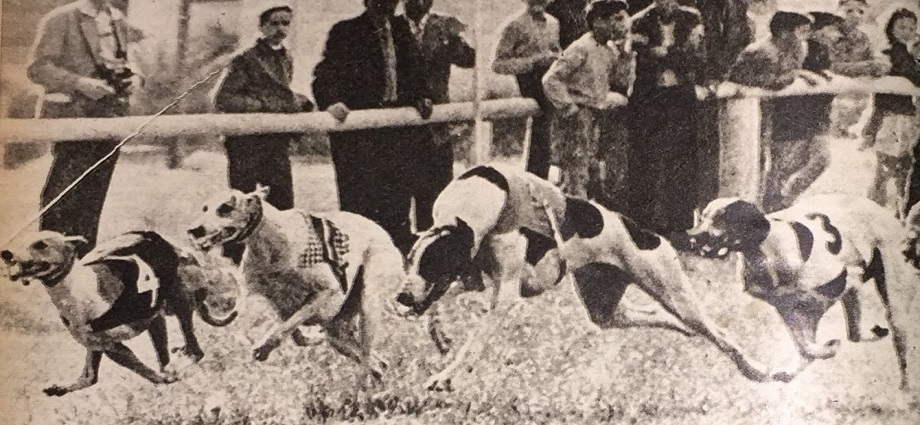 Cuando los galgos desafiaron a los purasangres en Caracas