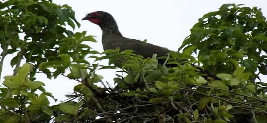 La alcancía de las palabras y sus coroticos: Miríada