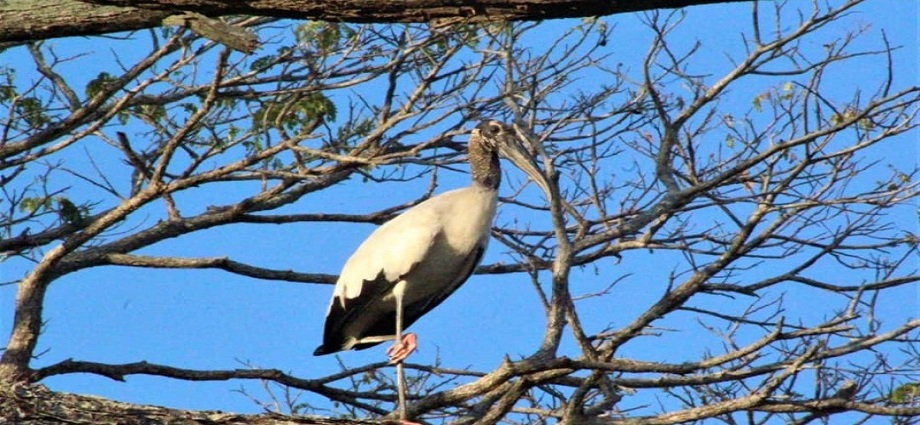 Trujillo se consolida como epicentro nacional de aviturismo