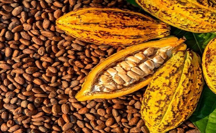 Venezuela celebra el Día Nacional del Cacao