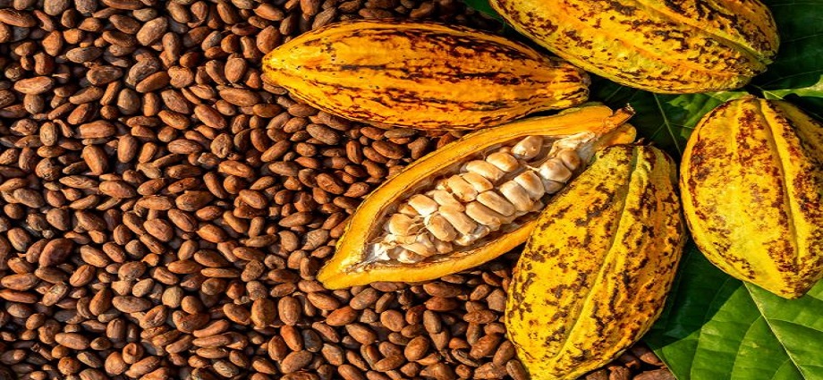 Venezuela celebra el Día Nacional del Cacao