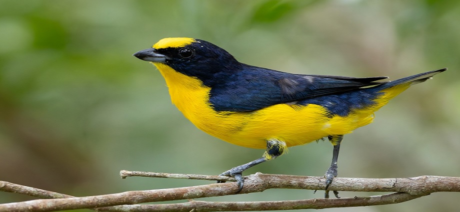 La Décima en el Día a Día: Curruñatá, ave en peligro de extinción