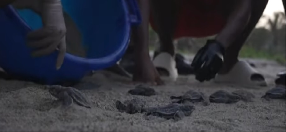 Venezuela, santuario vital para las tortugas marinas