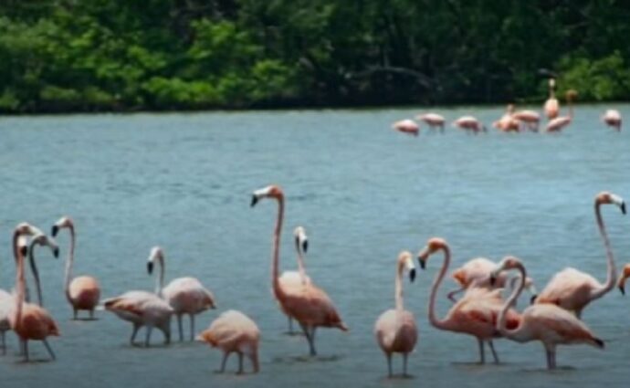 Alertan sobre el impacto de las motos acuáticas en los flamencos en laguna de Porlamar