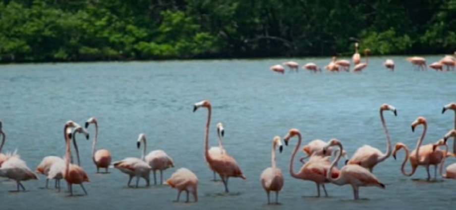 Alertan sobre el impacto de las motos acuáticas en los flamencos en laguna de Porlamar