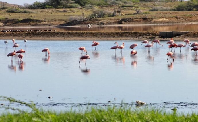 Censo récord de flamencos impulsa a Nueva Esparta como referente de Aviturismo