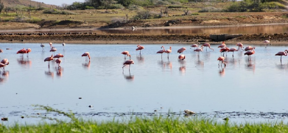 Censo récord de flamencos impulsa a Nueva Esparta como referente de Aviturismo
