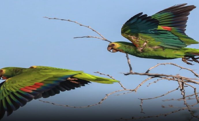 243 cotorras margariteñas alzan vuelo en Macanao