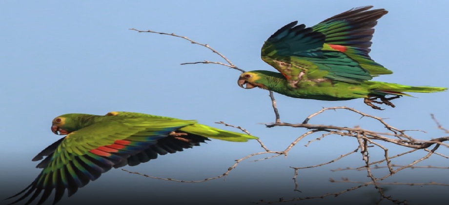 243 cotorras margariteñas alzan vuelo en Macanao