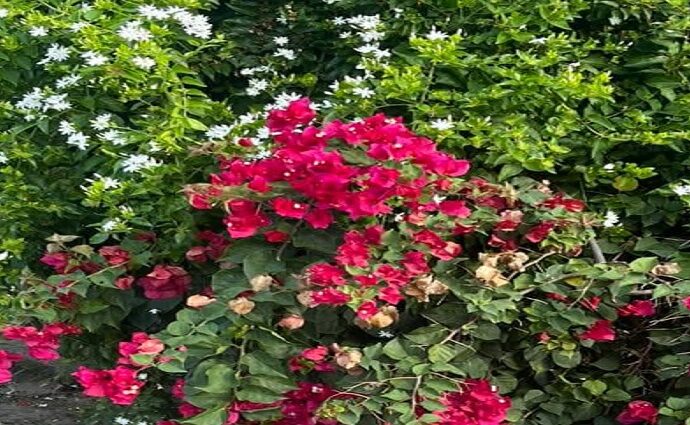 La Décima en el Día a Día: Como detalle una flor