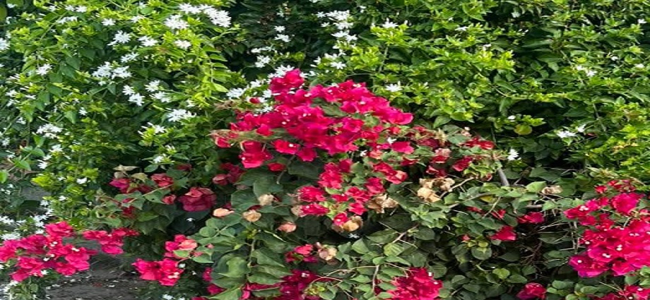 La Décima en el Día a Día: Como detalle una flor