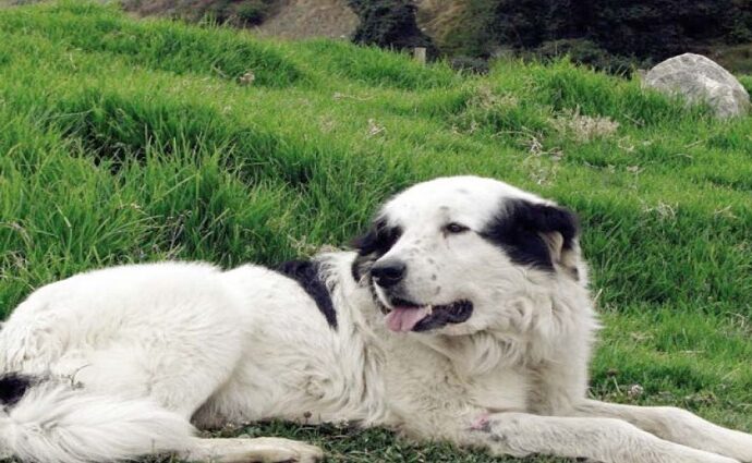 El perro Mucuchíes a las Puertas del reconocimiento internacional