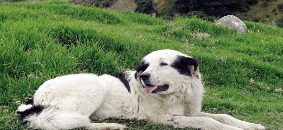 El perro Mucuchíes a las Puertas del reconocimiento internacional