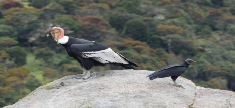 Cóndor andino es avistado en Mérida tras casi 50 años