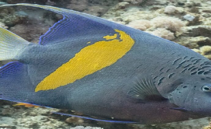 Detectan "nueva especie exótica" de Pez Ángel en Mochima